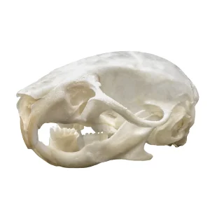 موس عجیب Skull Mouse – موس جمجمه‌ای